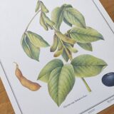 Botanical illustration -Soybean- Engraving of medicinal plants and flowers. Pastels by C. Michaut