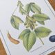 Botanical illustration -Soybean- Engraving of medicinal plants and flowers. Pastels by C. Michaut