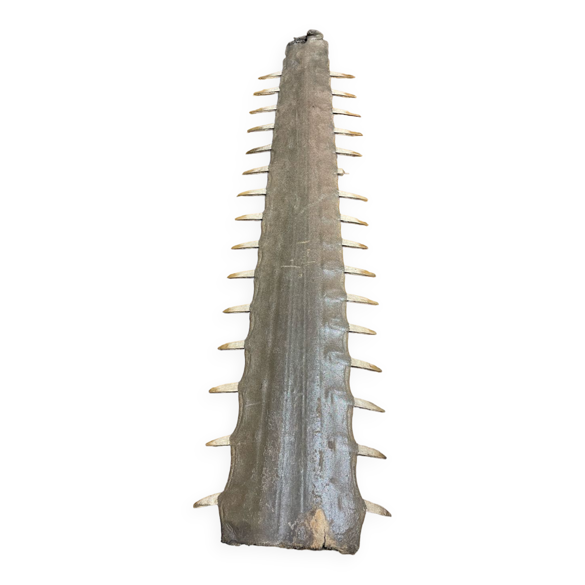 Old sawfish rostrum