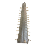 Old sawfish rostrum
