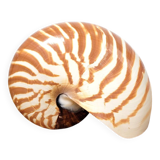 Nautilus shell or nautilus curiosity 6.5cm
