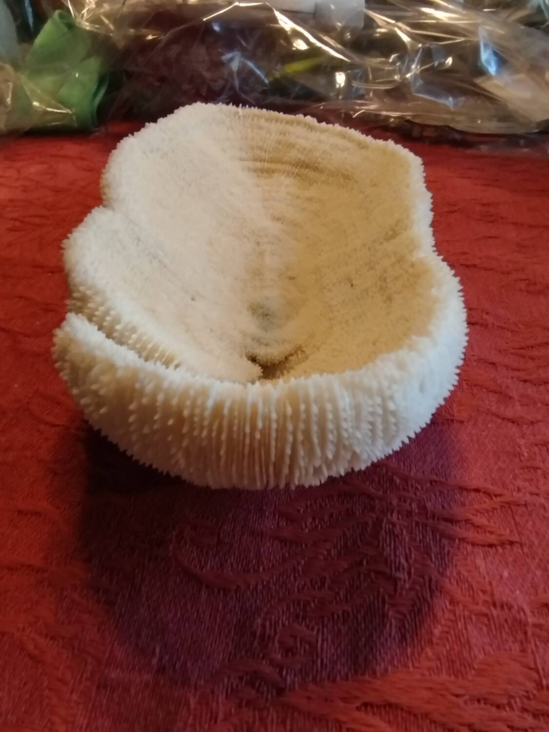 White coral fungia