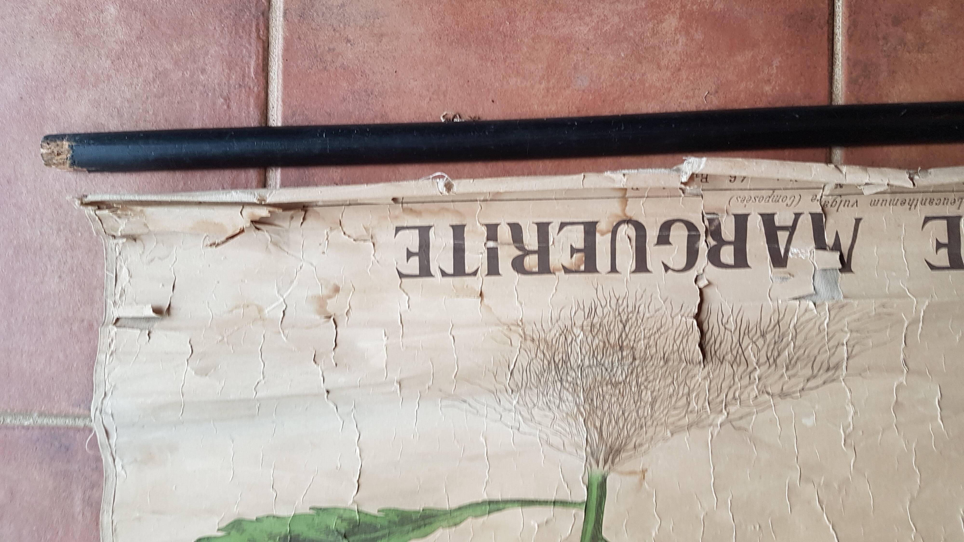 Old Deyrolle poster - the great daisy