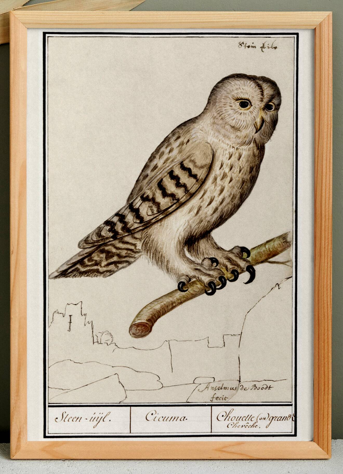Small poster about the Owl, after an old engraving from 1610.