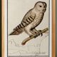 Small poster about the Owl, after an old engraving from 1610.