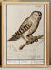 Small poster about the Owl, after an old engraving from 1610.