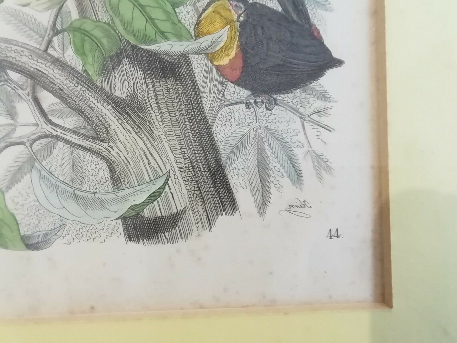 Gravure oiseaux 1852