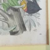 Gravure oiseaux 1852