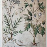 Botanical plate of L'Hortus Eystettensis