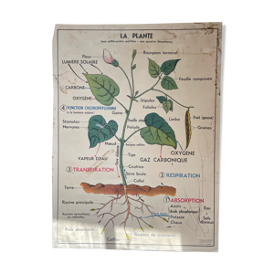 La plante et la germination