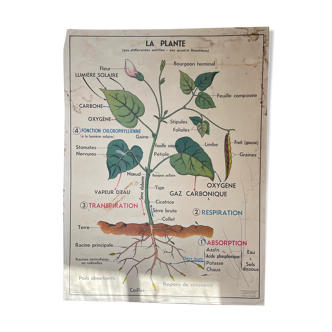 The plant and germination