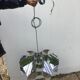 Vintage chandelier