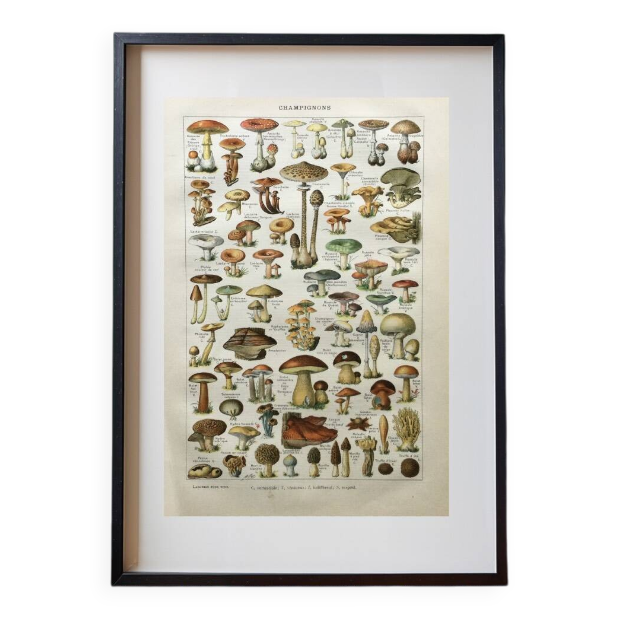 Old engraving 1897 - Mushrooms A. Millot - botanical plate