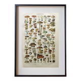 Old engraving 1897 - Mushrooms A. Millot - botanical plate
