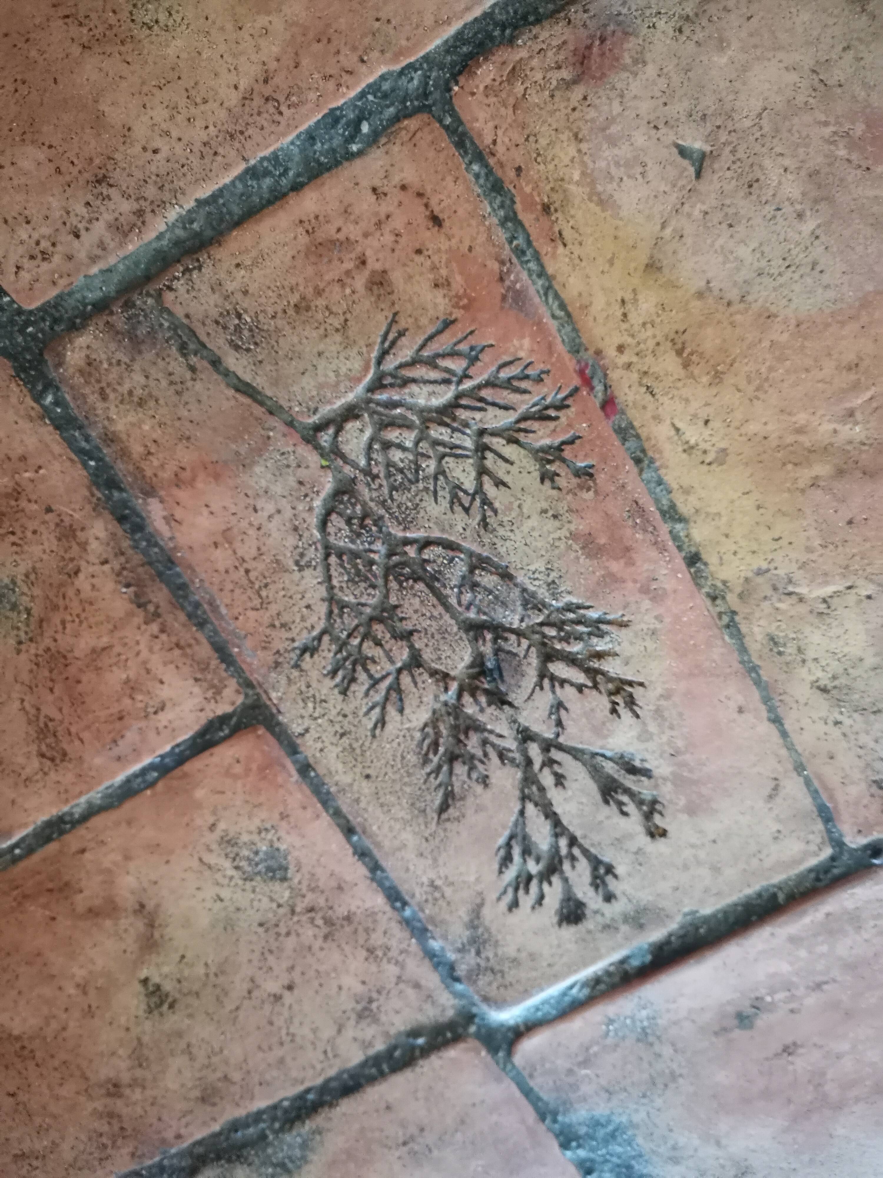 Coffee table Herbarium