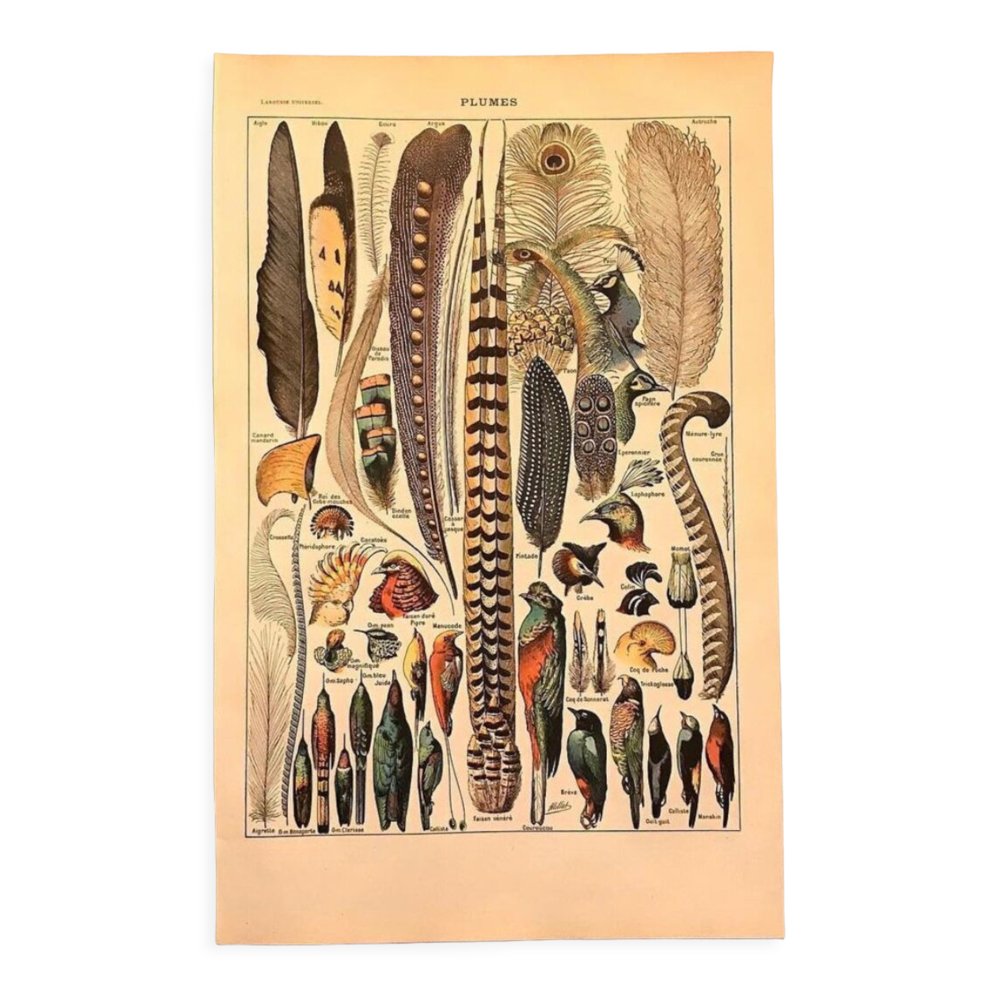 Original vintage board on feathers