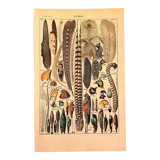 Planche vintage originale sur les plumes