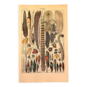 Planche vintage originale sur les plumes