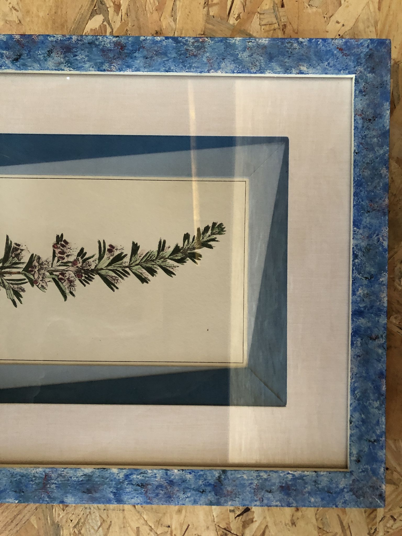 Old botanical board romarin