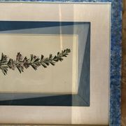 Old botanical board romarin
