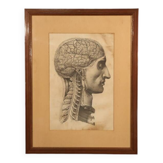 Lithograph, Anatomy of Man After Bourgery, 19th Century