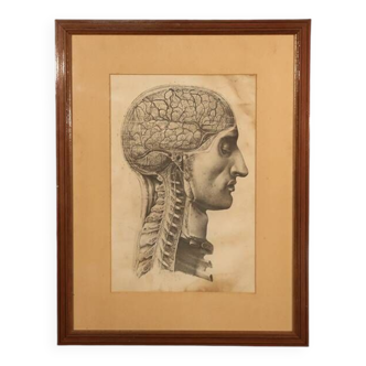 Lithographie, Anatomie De l'Homme d'Après Bourgery, XIXème