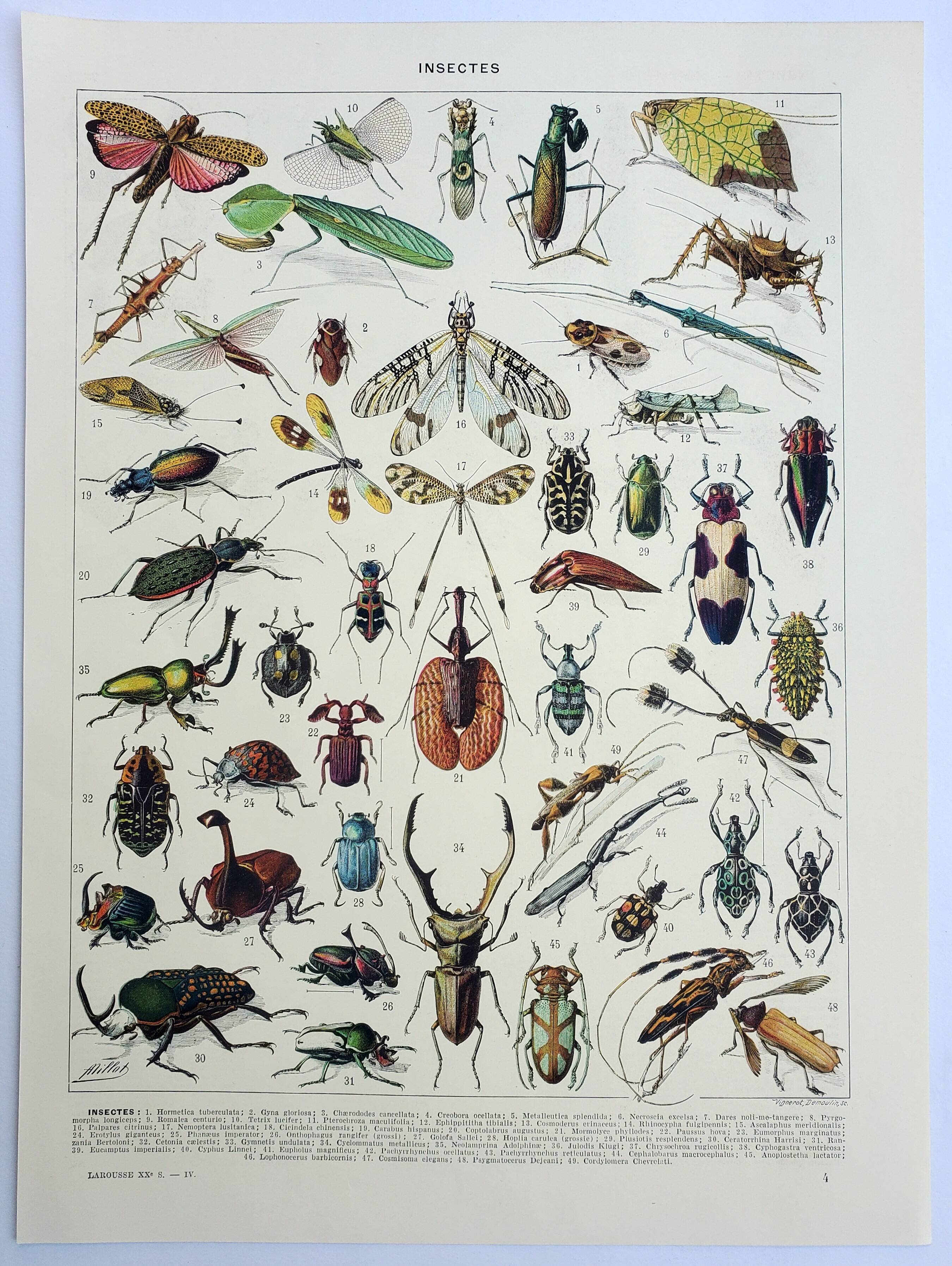 Antique engraving 1928, Insects, entomology, beetles • Lithograph, original illustration