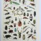 Antique engraving 1928, Insects, entomology, beetles • Lithograph, original illustration