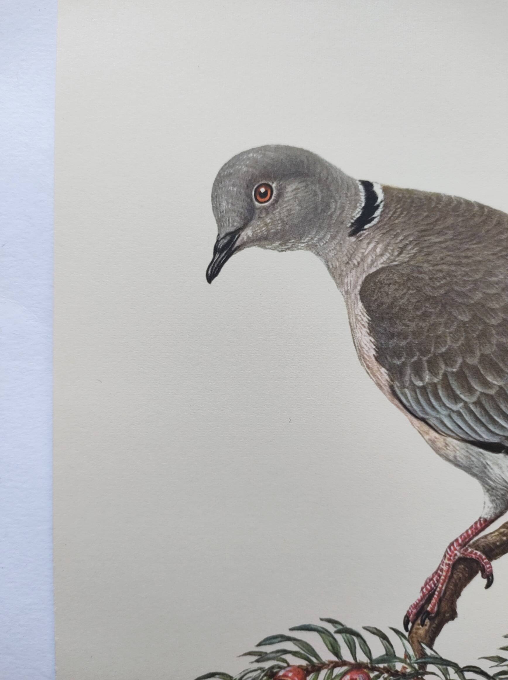 Old bird plate from the 1960s - Turkish Turtle Dove - Zoological and ornithological illustration