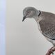 Planche ancienne oiseaux Années 1960 - Tourterelle Turque - Illustration zoologique et ornithologie