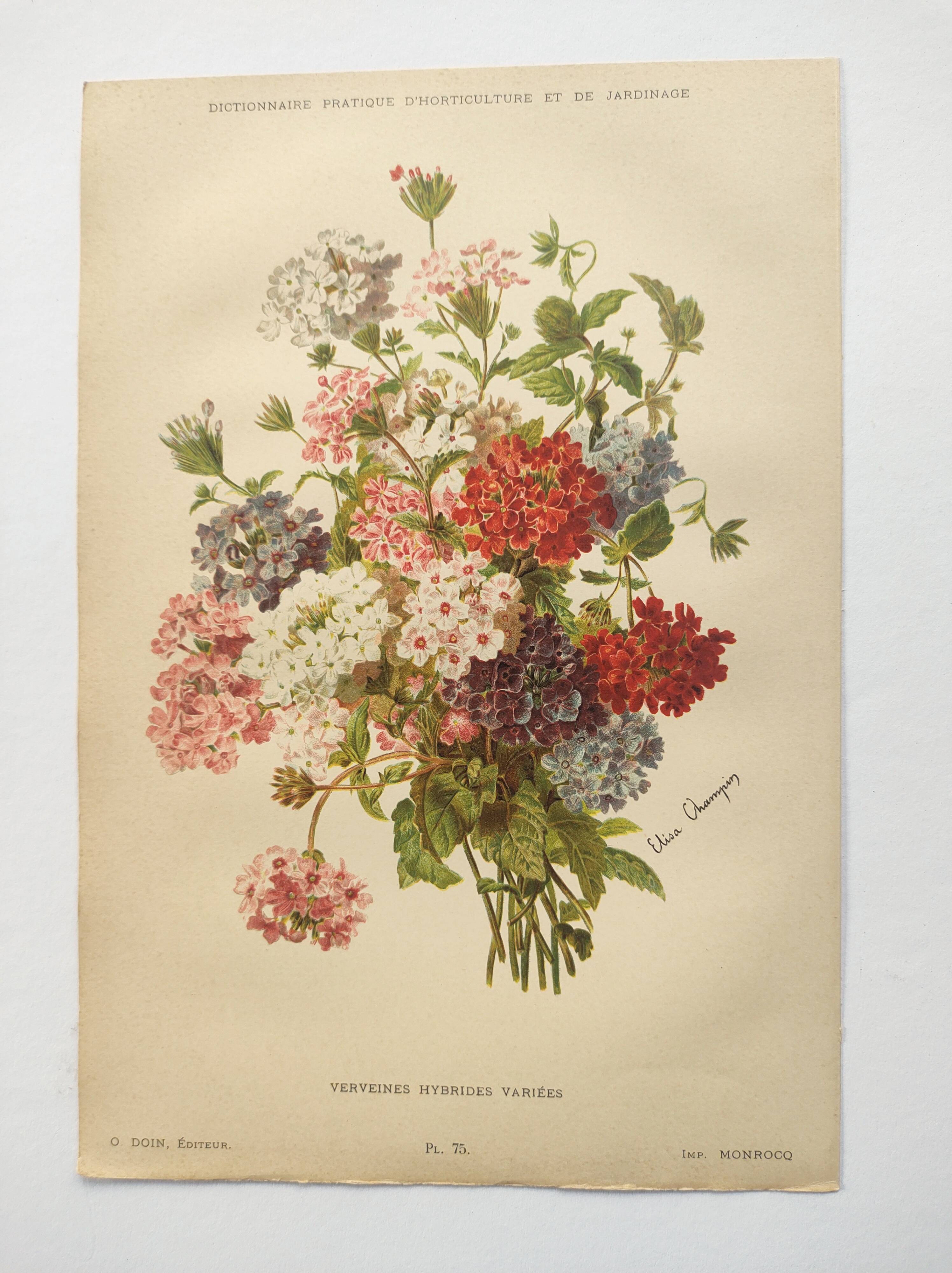 Gravure ancienne de 1899 de Élisa Champin -Verveine- Planche de fleurs