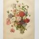 Gravure ancienne de 1899 de Élisa Champin -Verveine- Planche de fleurs