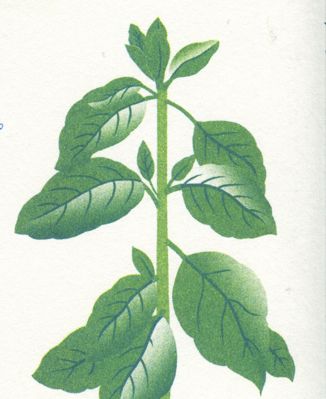 Riso poster "medicinal plants"