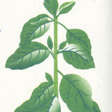 Riso poster "medicinal plants"