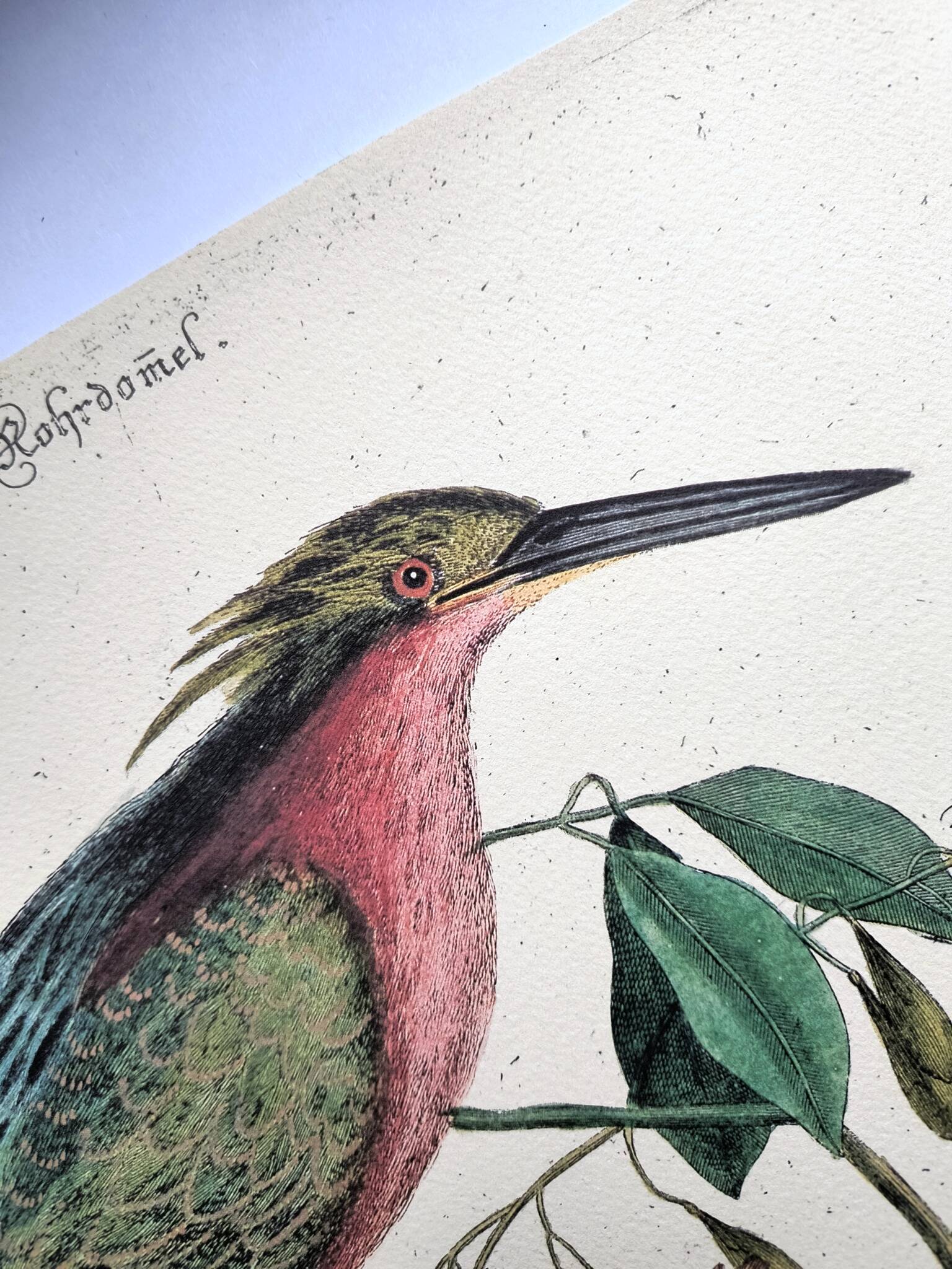 Zoological bird engravings - Little Bittern - Old plate by Seligmann