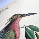 Zoological bird engravings - Little Bittern - Old plate by Seligmann