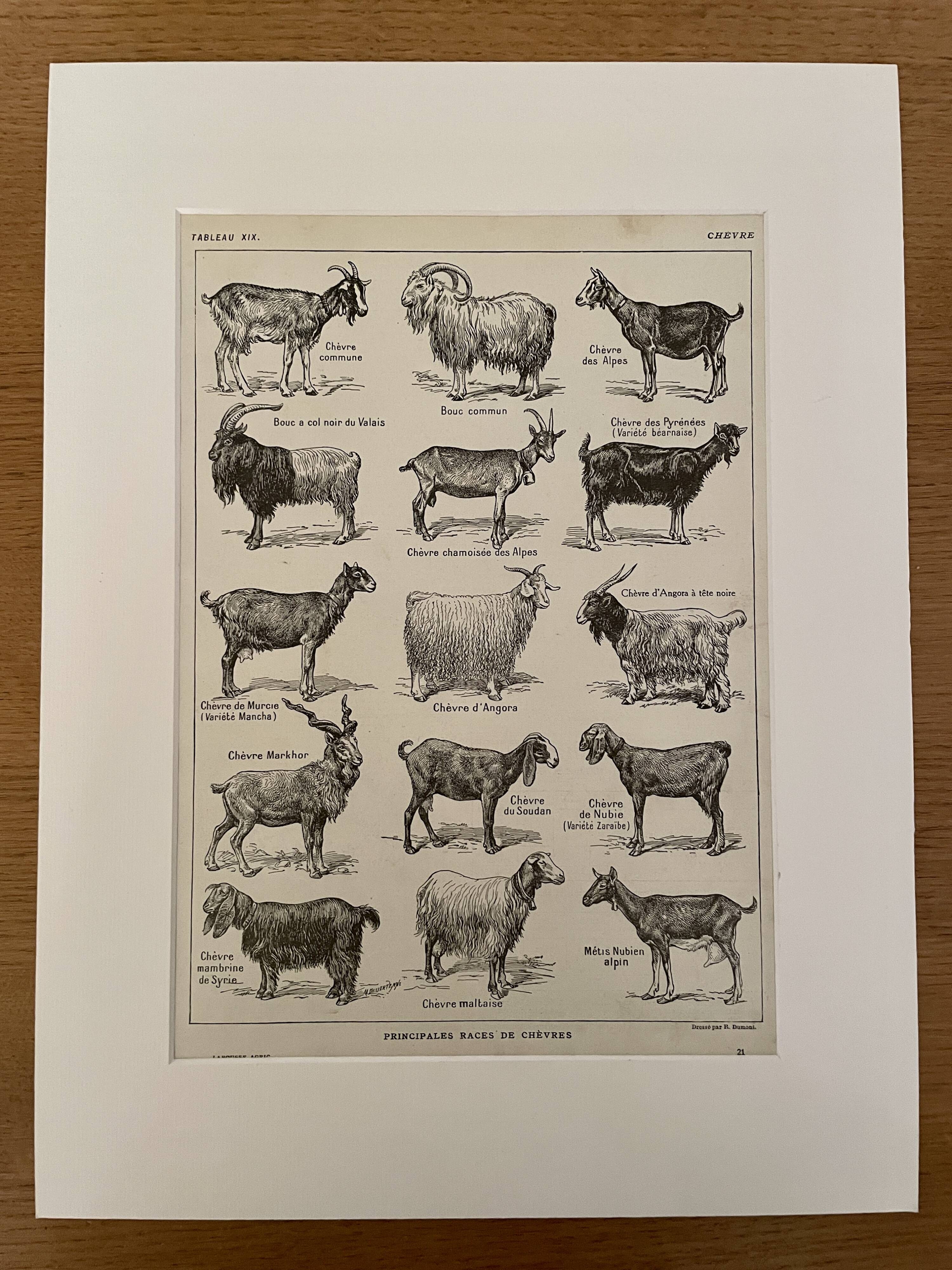 Lithograph on goats - 1920