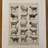 Lithograph on goats - 1920