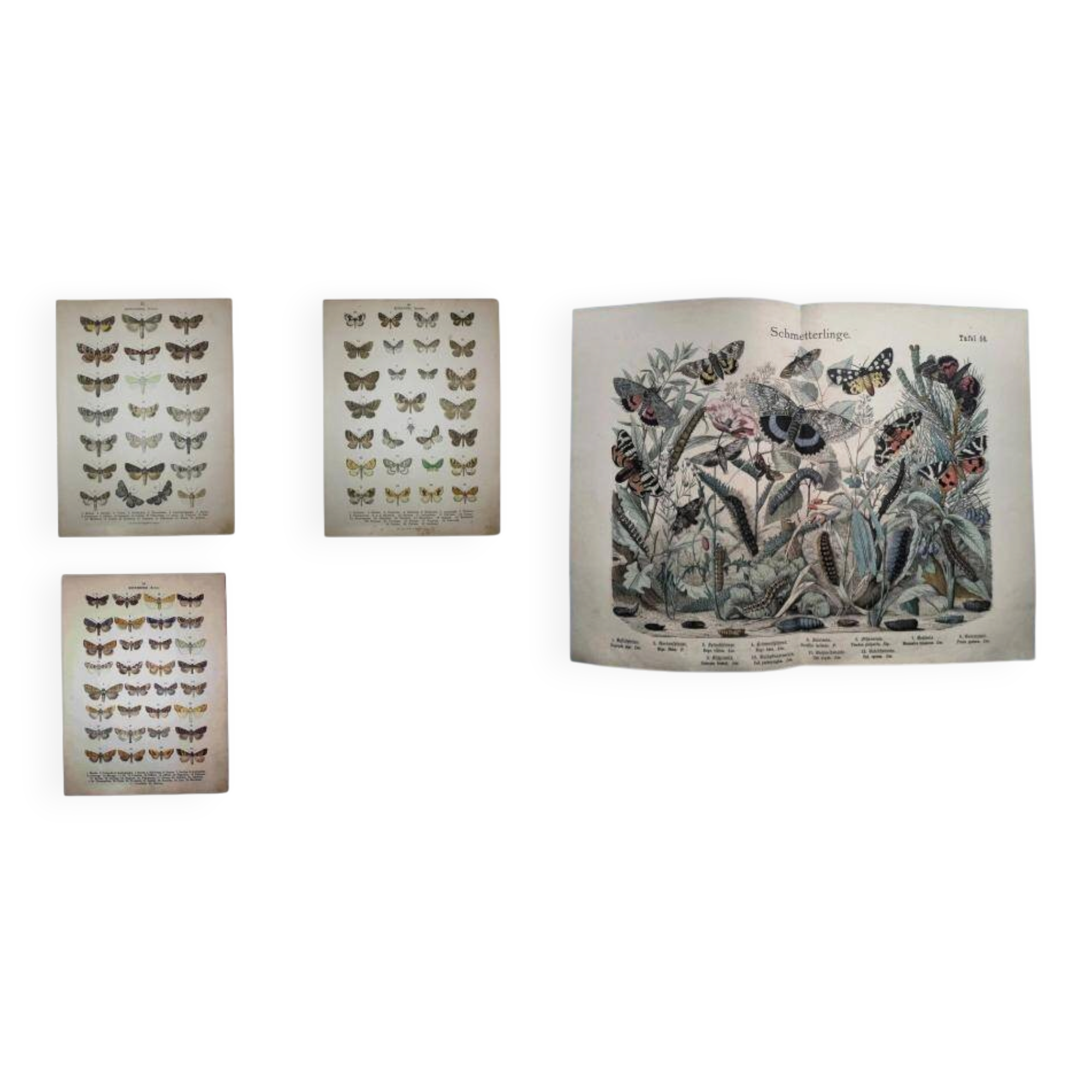Set of 4 antique butterfly engravings (19th century lithographs)