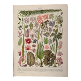 Lithograph on algae - 1930
