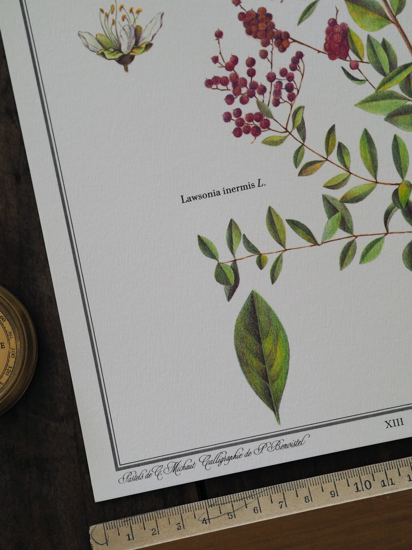 Henna, printed illustration from 1986. Vintage Botany. 24X31cm