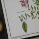 Henna, printed illustration from 1986. Vintage Botany. 24X31cm
