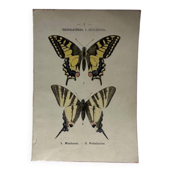 Gravure naturaliste  Papillon 19eme affiche botanique originale 1800