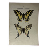 Naturalist engraving Butterfly 19th-century original botanical poster 1800