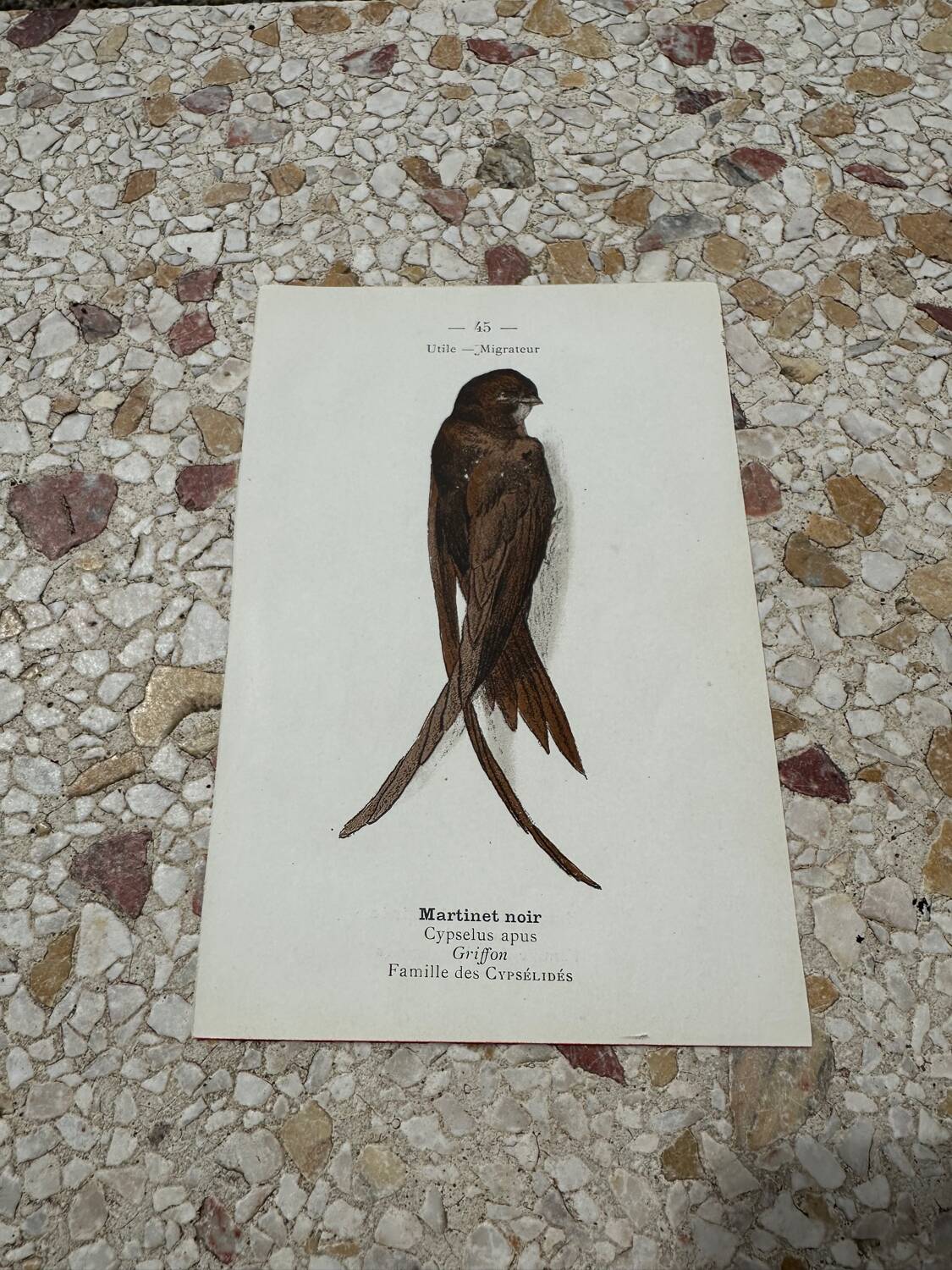 Naturalist engraving old botanical plate 1908 birds