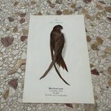 Naturalist engraving old botanical plate 1908 birds