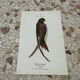 Naturalist engraving old botanical plate 1908 birds