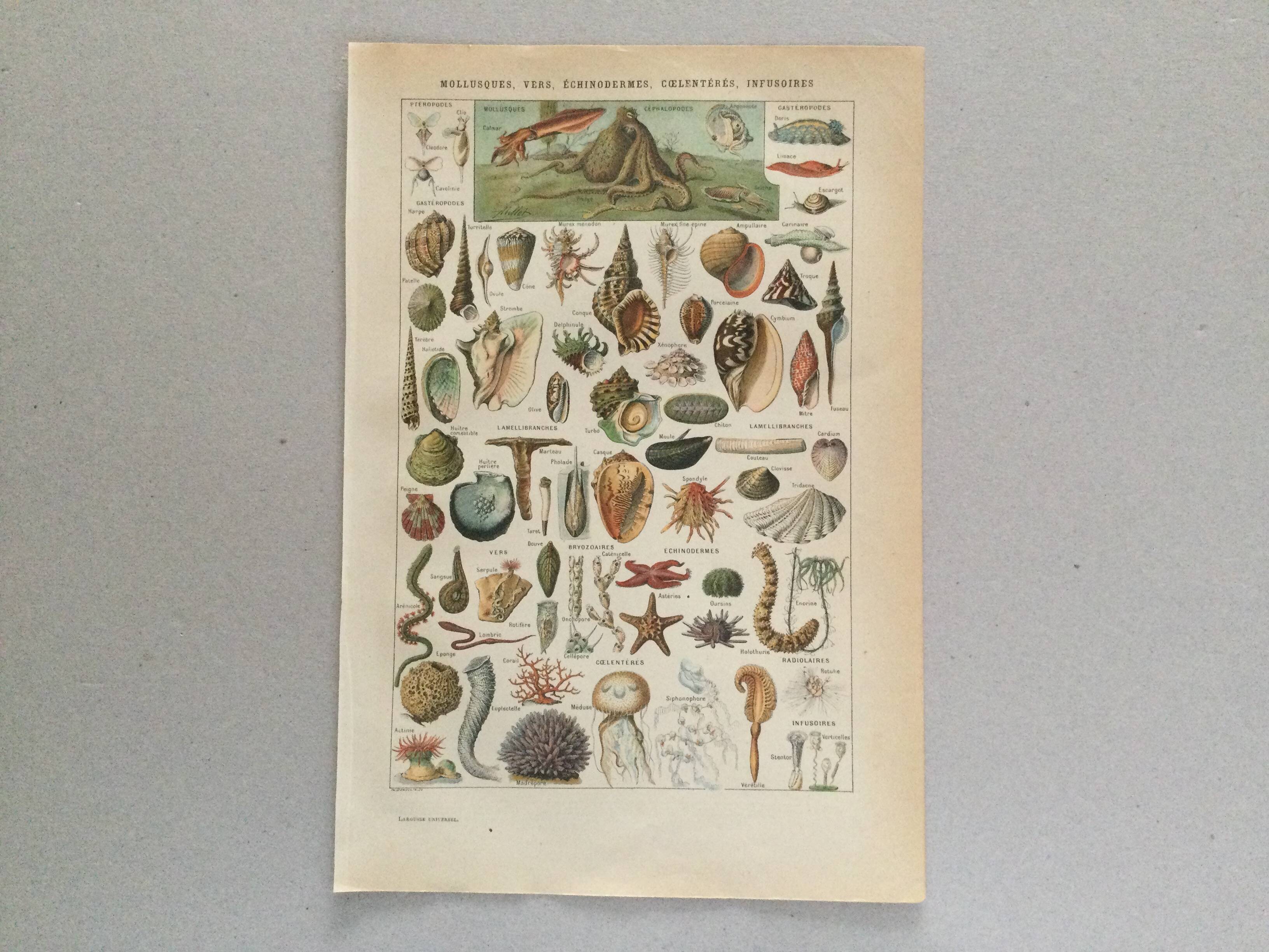 Old engraving 1897 - Molluscs Shells - botanical plate