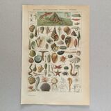 Old engraving 1897 - Molluscs Shells - botanical plate