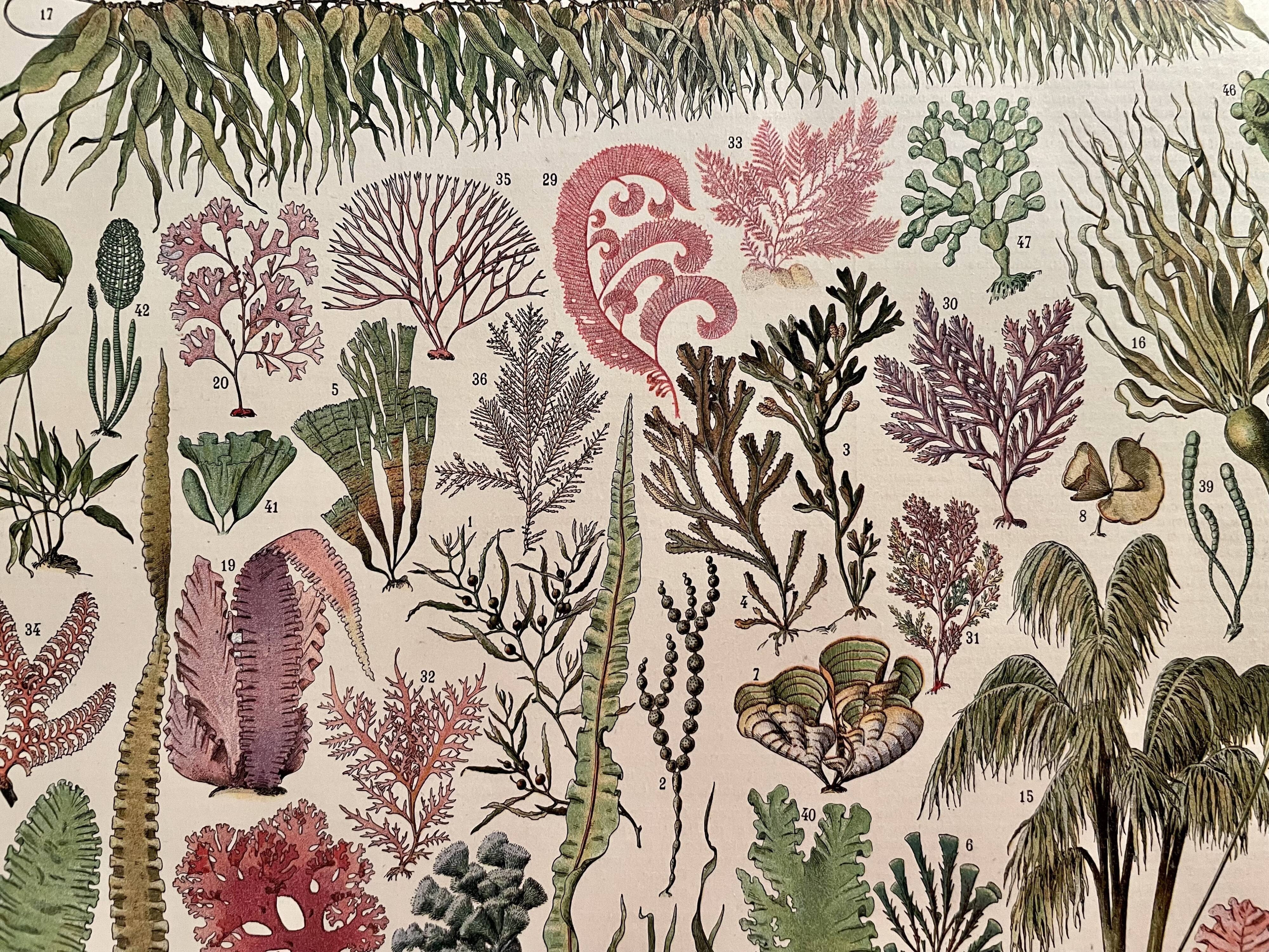 Lithograph on algae - 1900